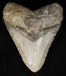 Large, Megalodon Tooth - North Carolina #40250-1